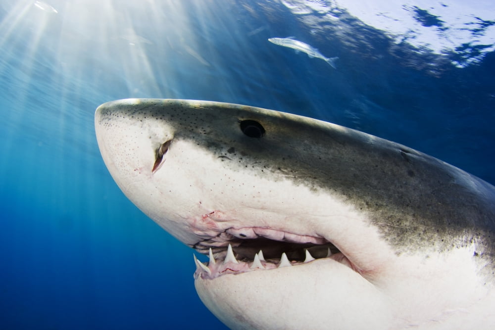Great White Shark (Carcharodon Carcharias) Mexico Canvas Art - Dave Fleetham Design Pics (17 x 11)