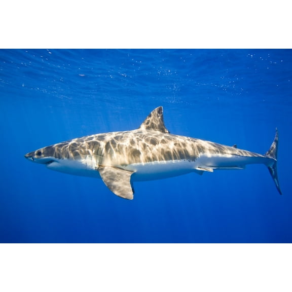 Great White Shark Carcharodon Carcharias Poster Print, Large - 34 x 22