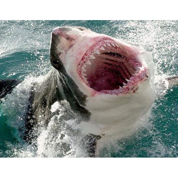 Great White Shark Mouth Open Teeth Edible Cake Topper Image ABPID00078
