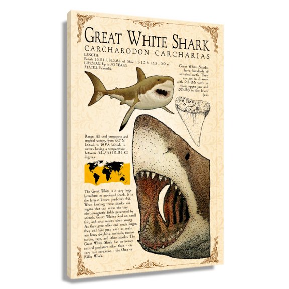 Great White Shark Wall Art Knowledge Poster Vintage Canvas Prints Framed 12×18 in