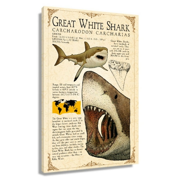 Great White Shark Wall Art Knowledge Poster Vintage Canvas Prints Framed 16×24 in