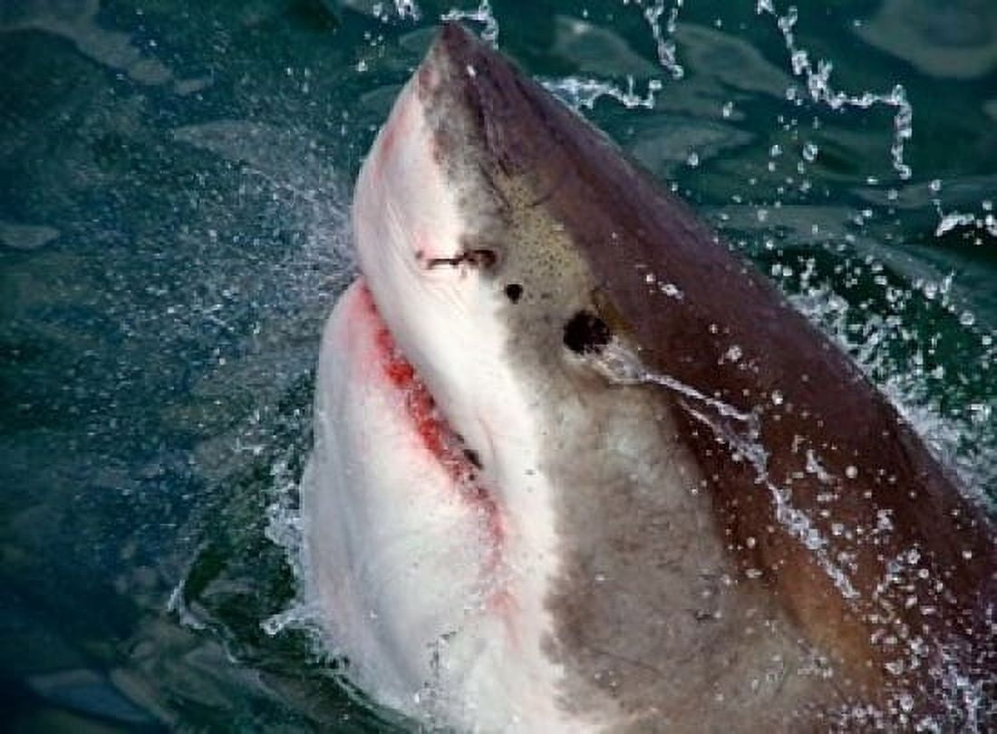 Great White Shark breaks the surface of the water in Capetown False Bay South Africa Canvas Art - Miva Stock DanitaDelimont (17 x 13)