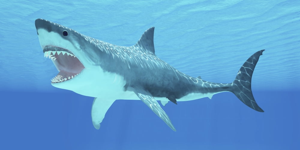 Great White Shark swimming underwater Canvas Art - Corey FordStocktrek Images (20 x 10)