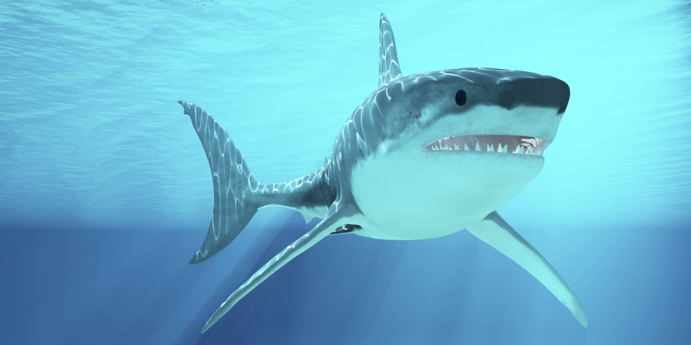 Great White Shark swimming underwater Canvas Art - Corey FordStocktrek Images (20 x 10)