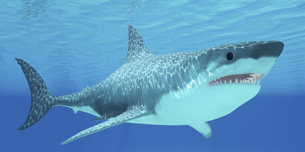 Great White Shark swimming underwater Canvas Art - Corey FordStocktrek Images (20 x 10)