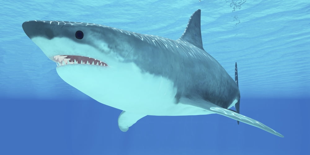 Great White Shark swimming underwater Canvas Art - Corey FordStocktrek Images (40 x 20)