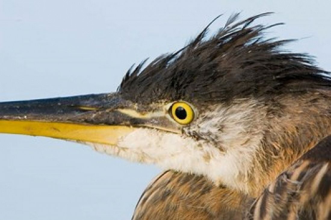 Great blue heron Boundary Bay British Columbia Canvas Art - Paul Colangelo DanitaDelimont (26 x 17)