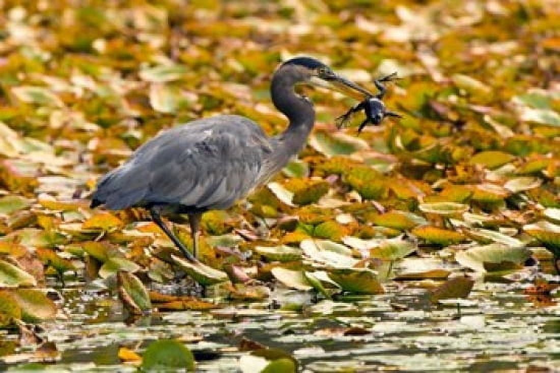 Great blue heron bird Stanley Park British Columbia Canvas Art - Paul Colangelo DanitaDelimont (26 x 18)