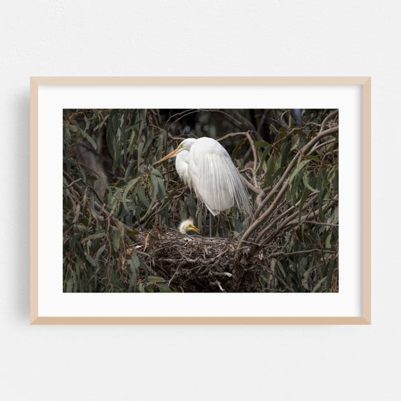 Great egret in nest with chick - Photography Wildlife Bird Nature Woodland Animal Scenic Forest Oak Framed Wall Art Print 5 x 7 inches
