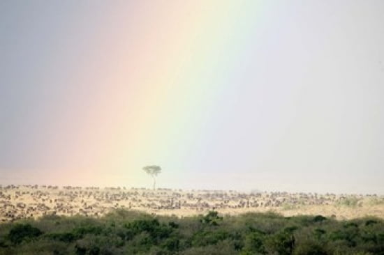 Great migration of wildebeests Masai Mara National Reserve Kenya Canvas Art - Panoramic Images (16 x 11)