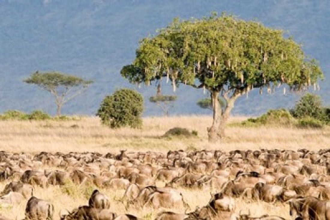 Great migration of wildebeests Masai Mara National Reserve Kenya Canvas Art - Panoramic Images (36 x 24)