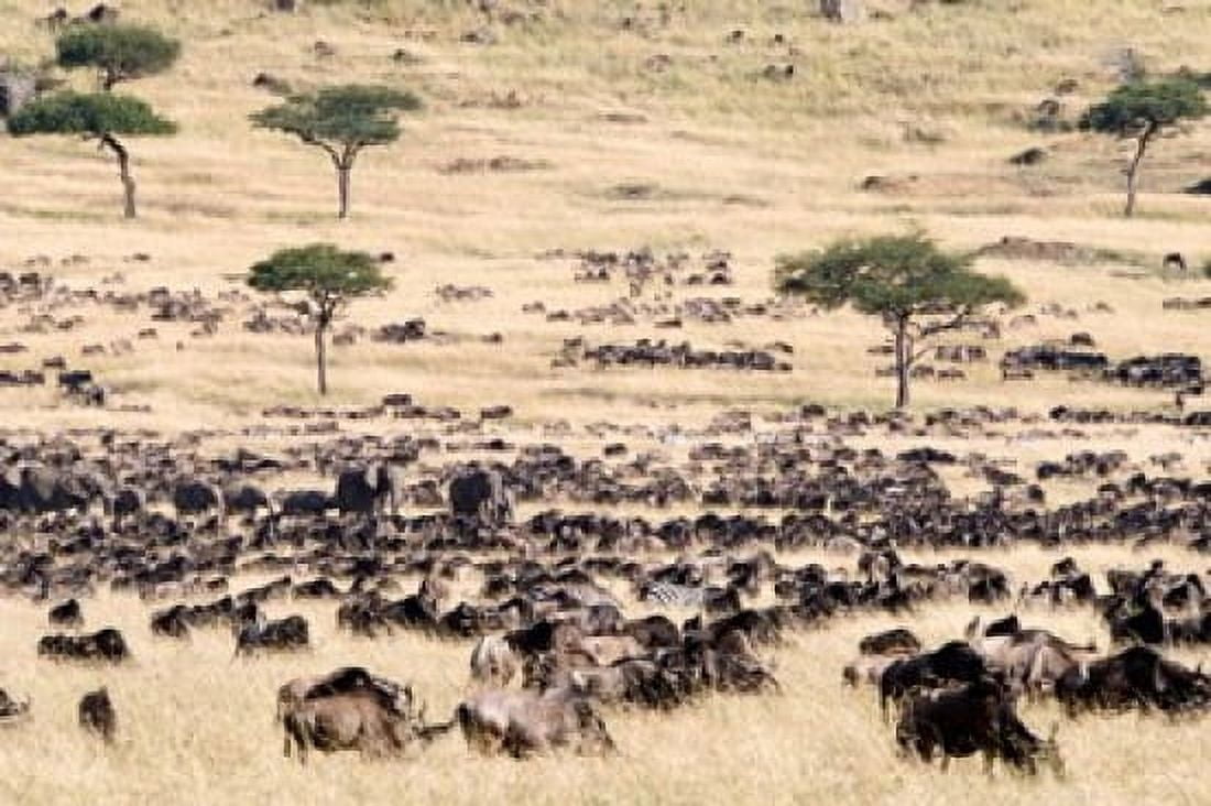Great migration of wildebeests Masai Mara National Reserve Kenya Canvas Art - Panoramic Images (36 x 24)
