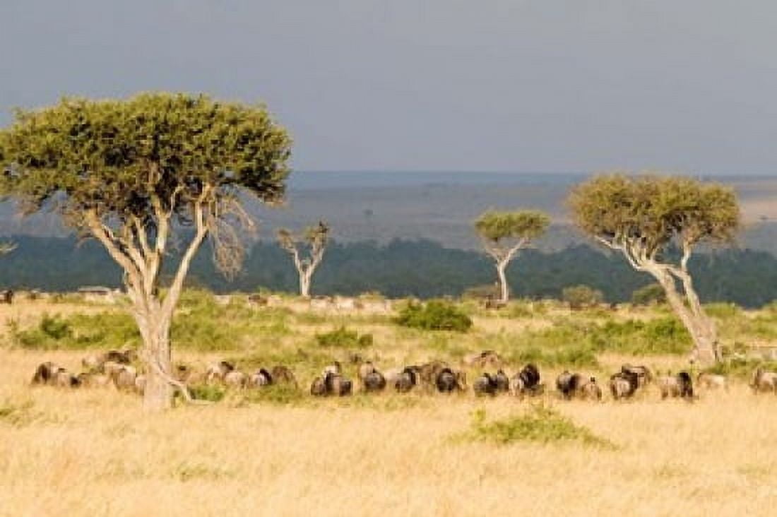 Great migration of wildebeests Masai Mara National Reserve Kenya Canvas Art - Panoramic Images (36 x 24)