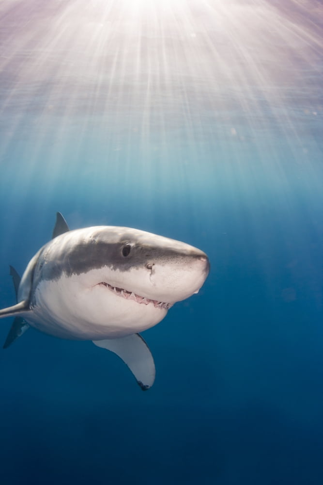 Great white shark (Carcharodon carcharias) Guadalupe Island Mexico Canvas Art - Dave Fleetham Design Pics (12 x 19)
