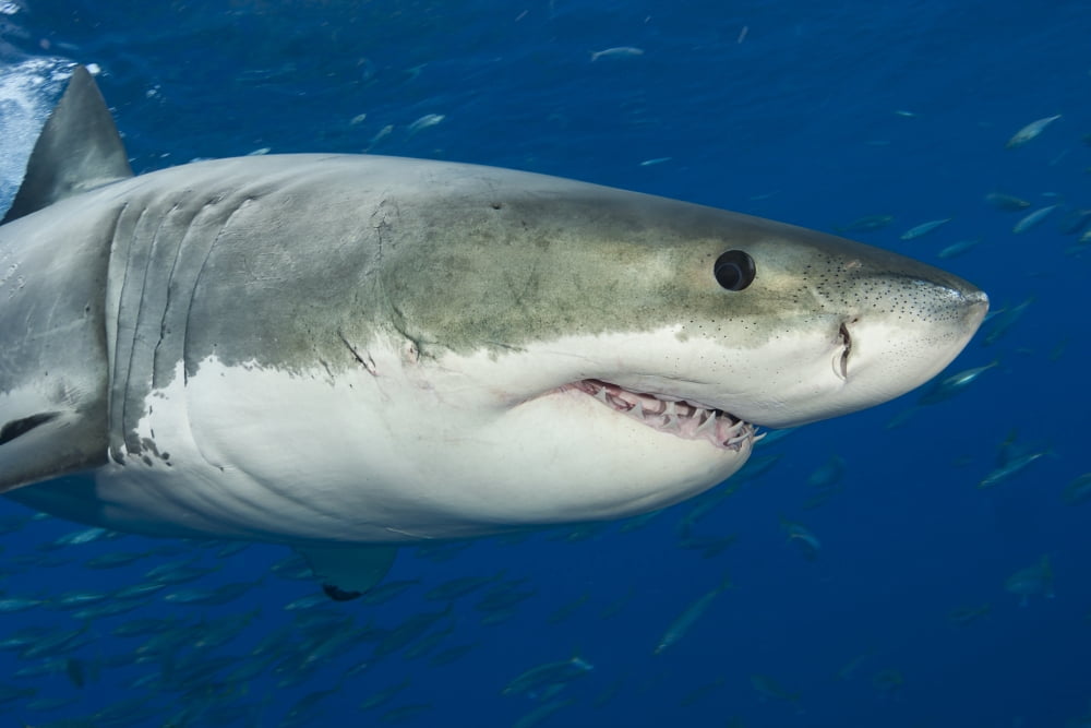 Great white shark (Carcharodon carcharias) Guadalupe Island Mexico Canvas Art - Dave Fleetham Design Pics (17 x 11)
