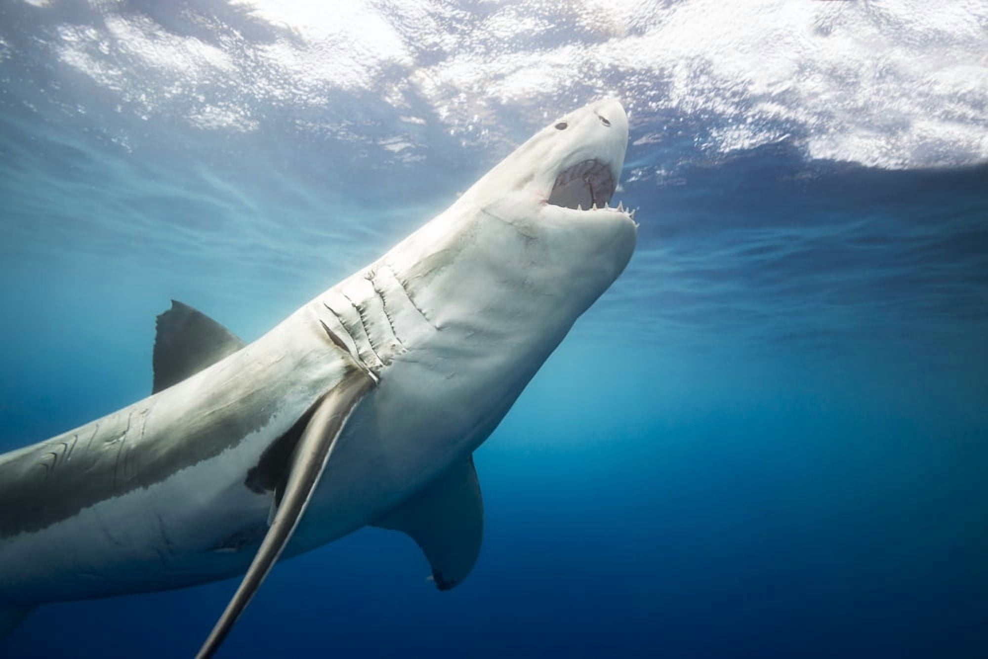 Great white shark (Carcharodon carcharias) Guadalupe Island Mexico Canvas Art - Dave Fleetham Design Pics (19 x 12)