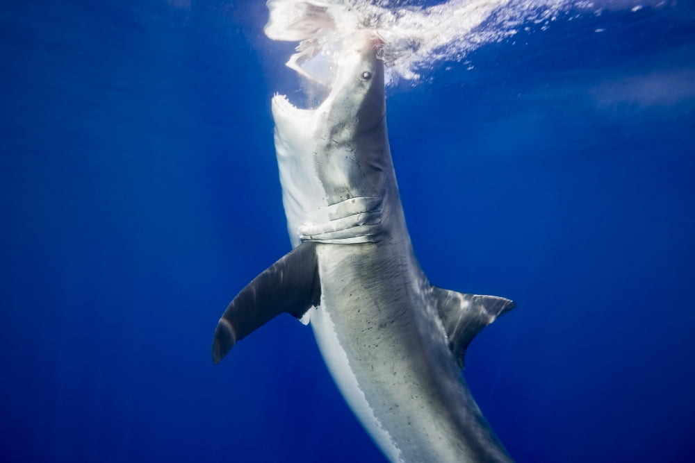 Great white shark (Carcharodon carcharias) Guadalupe Island Mexico Canvas Art - Dave Fleetham Design Pics (19 x 12)