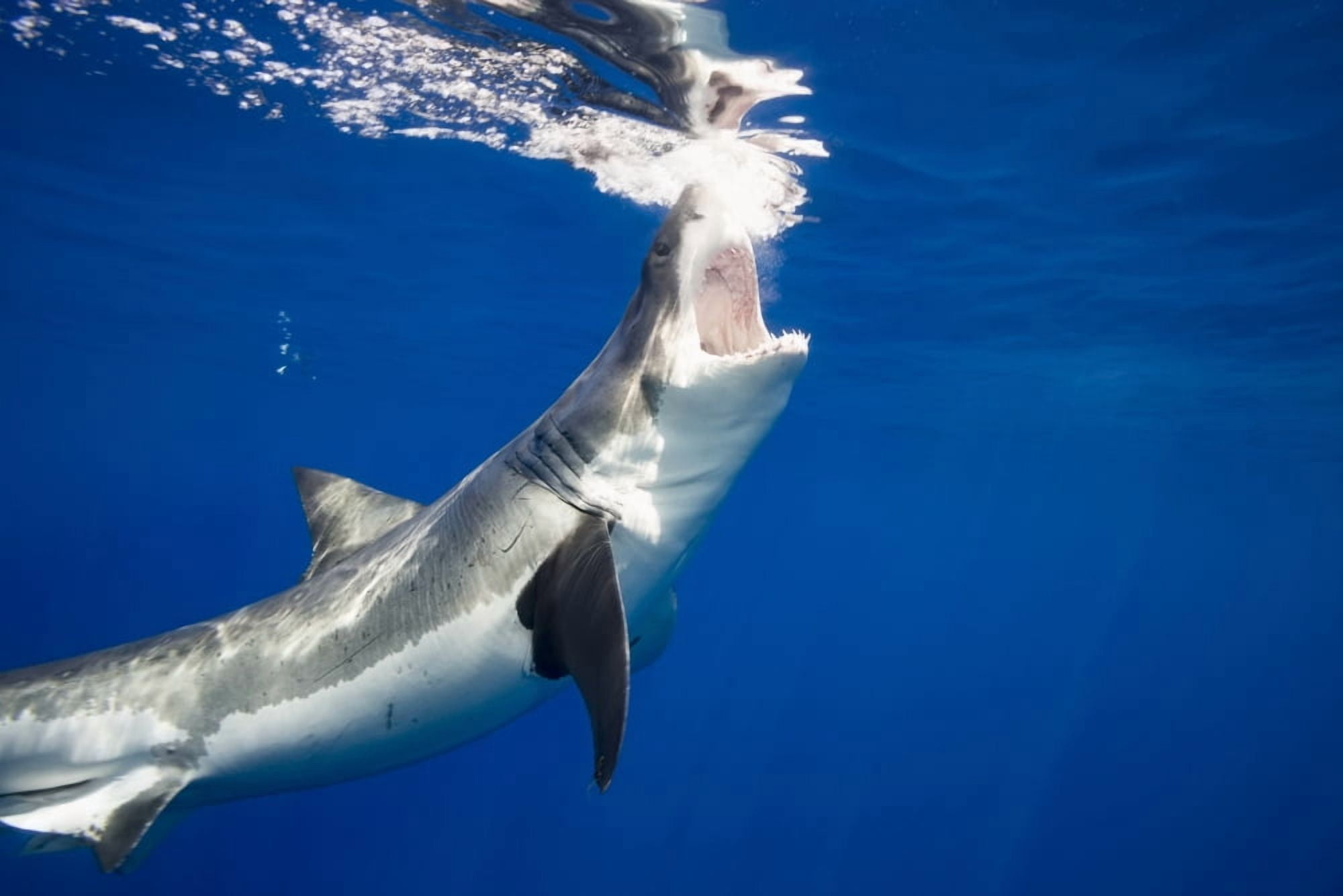 Great white shark (Carcharodon carcharias) Guadalupe Island Mexico Canvas Art - Dave Fleetham Design Pics (19 x 12)