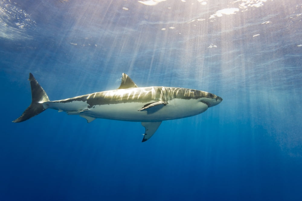 Great white shark (Carcharodon carcharias) Guadalupe Island Mexico Canvas Art - Dave Fleetham Design Pics (38 x 24)