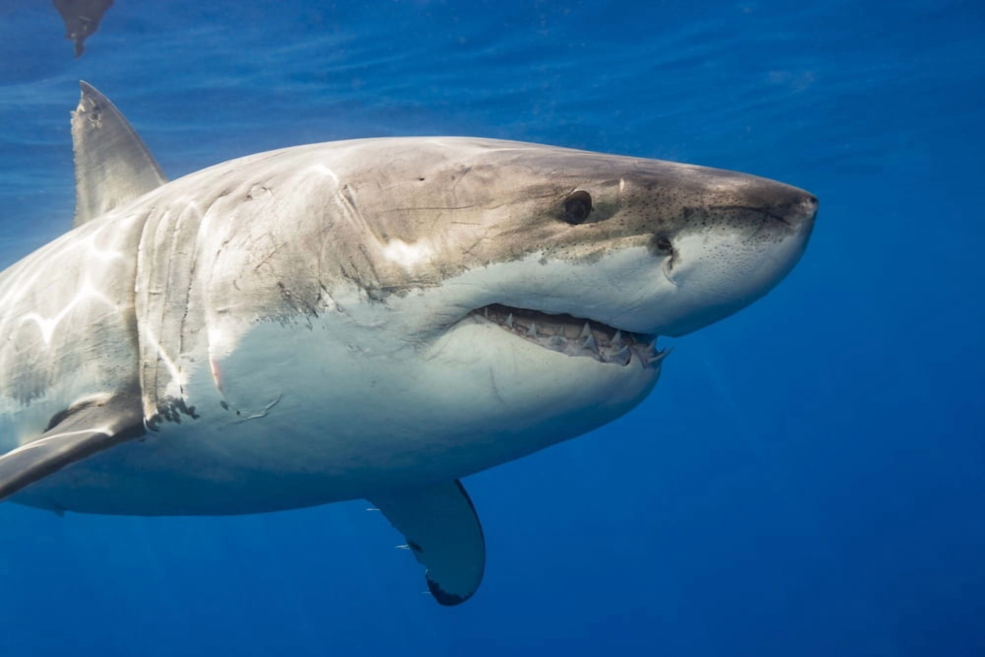 Great white shark (Carcharodon carcharias) Guadalupe Island Mexico Canvas Art - Dave Fleetham Design Pics (38 x 24)