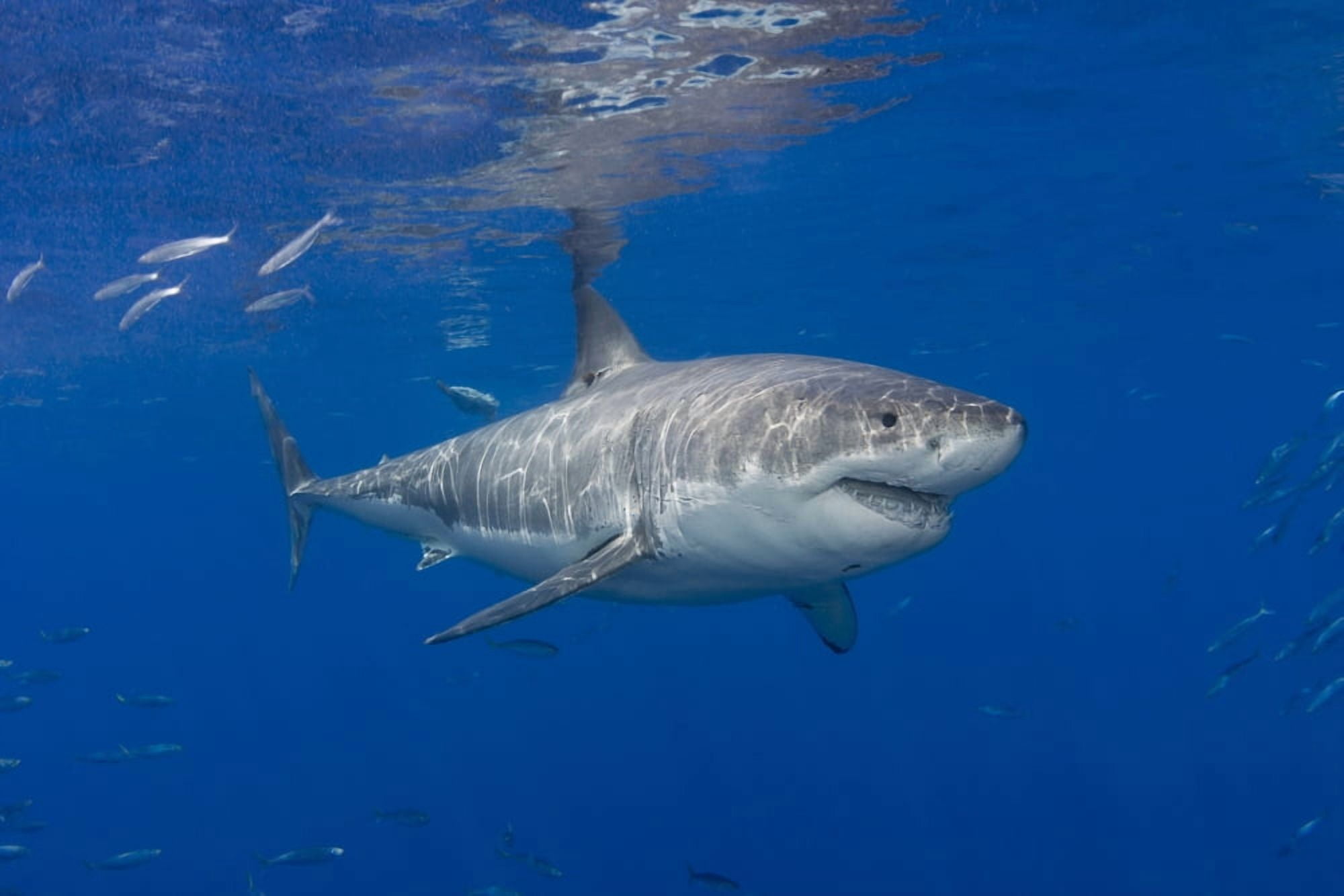 Great white shark (Carcharodon carcharias) Guadalupe Island Mexico Canvas Art - Dave Fleetham Design Pics (38 x 24)