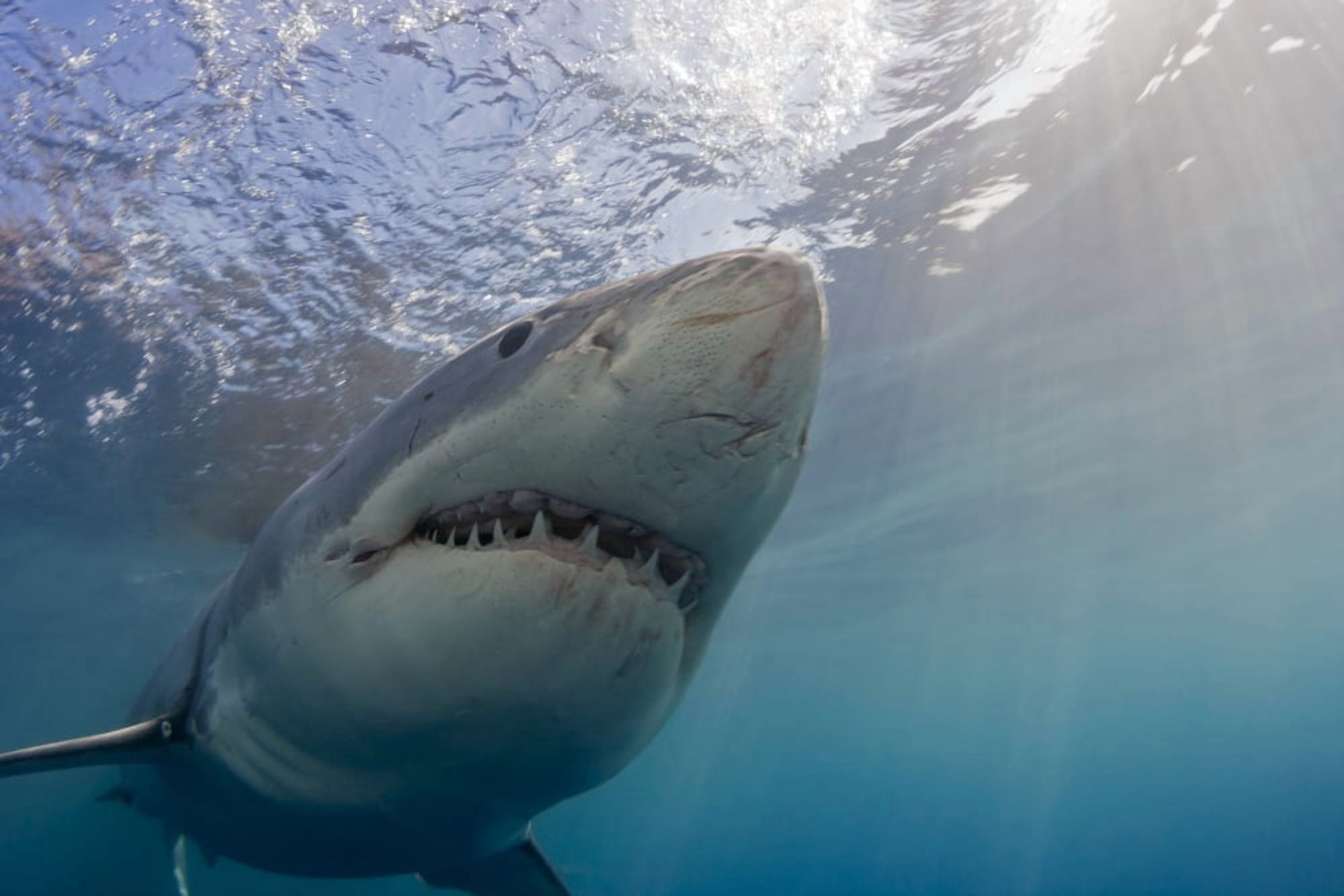 Great white shark (Carcharodon carcharias) Guadalupe Island Mexico Canvas Art - Dave Fleetham Design Pics (38 x 24)
