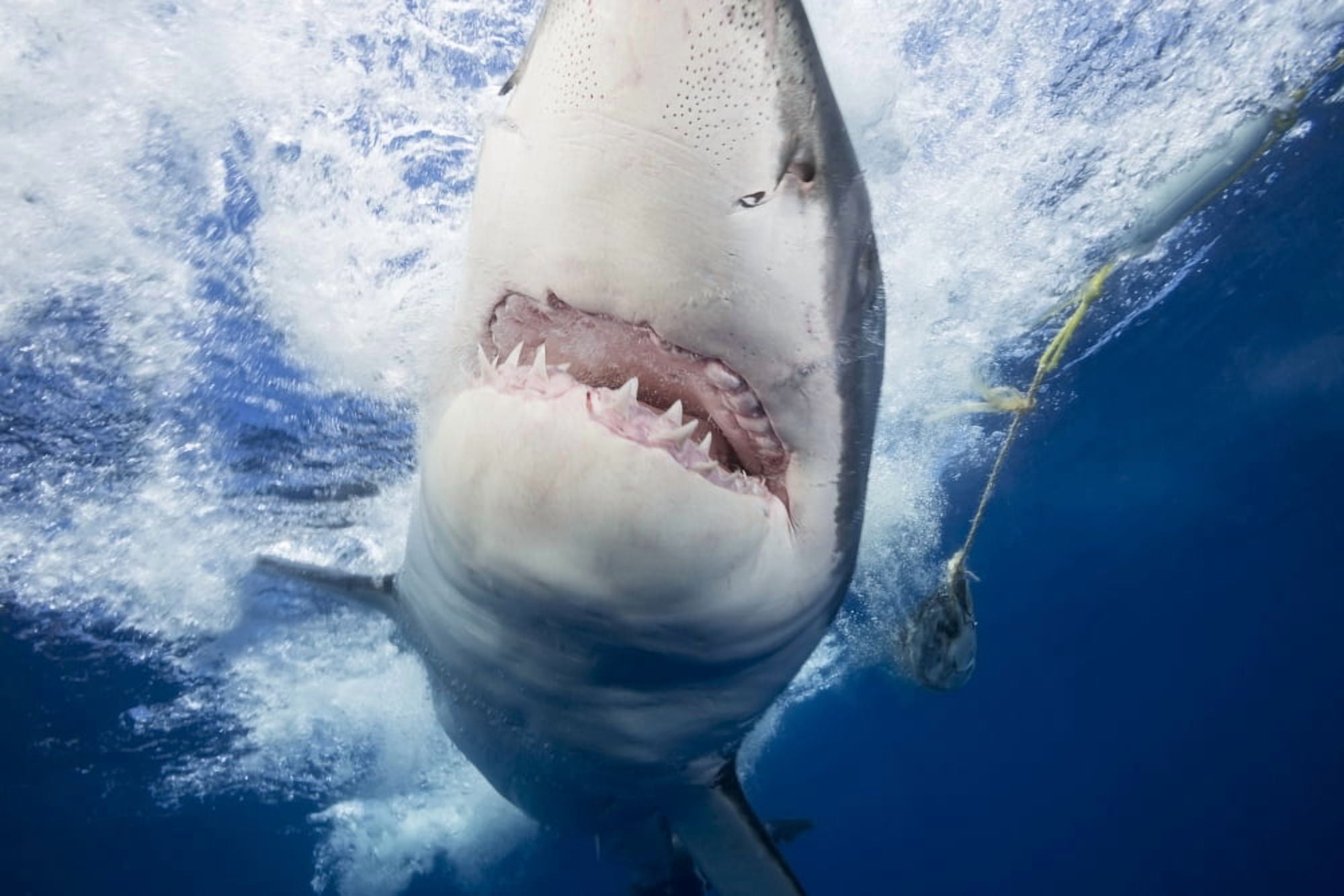 Great white shark (Carcharodon carcharias) attracted to the cage with bait that can be seen in the background Guadalupe Island Mexico Canvas Art - Dave Fleetham Design Pics (19 x 12)