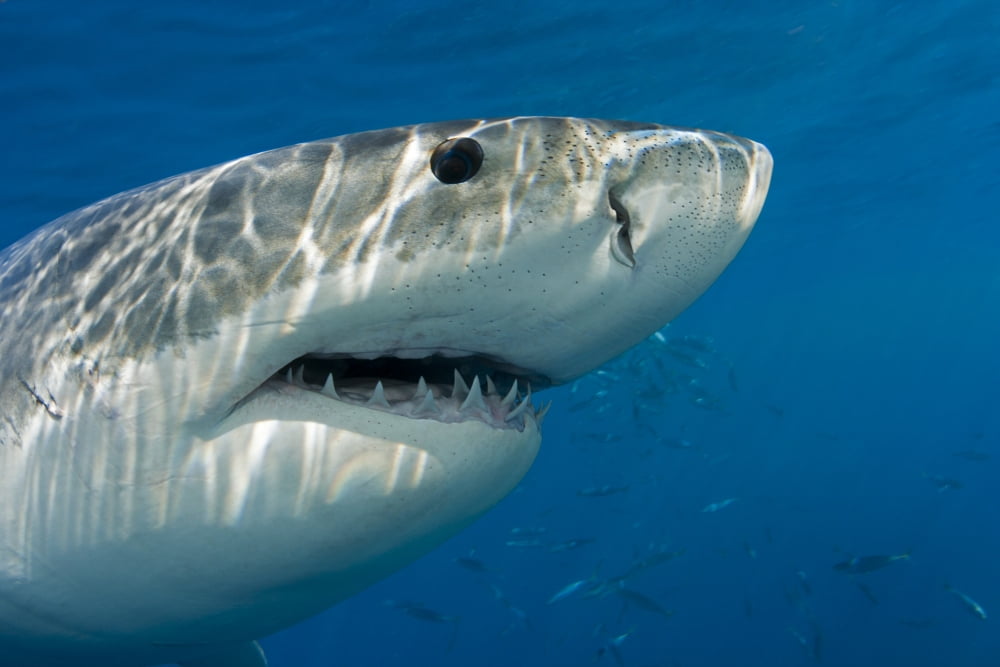 Great white shark (Carcharodon carcharias) just below the waters surface Guadalupe Island Mexico Canvas Art - Dave Fleetham Design Pics (19 x 12)