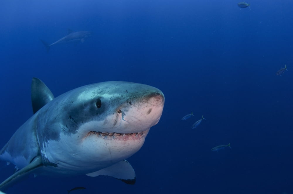 Great white shark Guadalupe Island Mexico Canvas Art - Todd WinnerStocktrek Images (18 x 12)