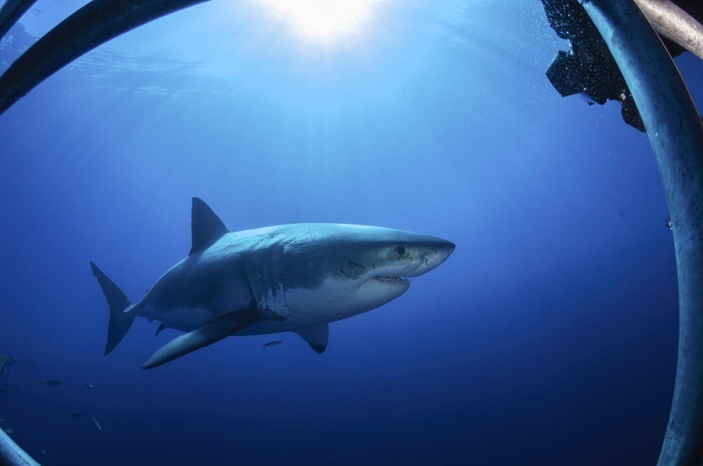 Great white shark Guadalupe Island Mexico Canvas Art - Todd WinnerStocktrek Images (18 x 12)
