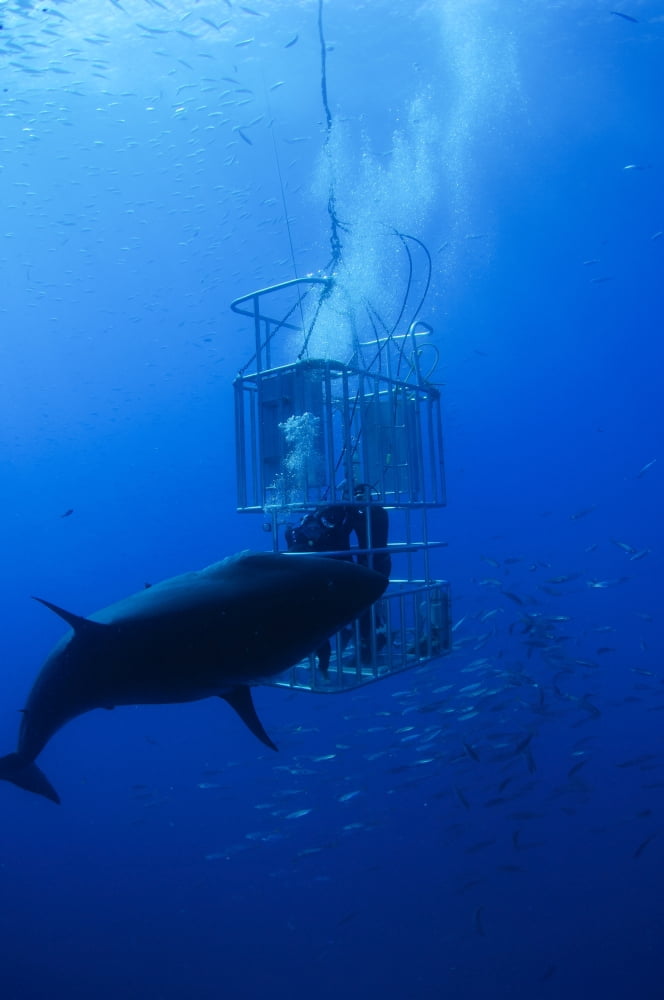 Great white shark and divers Guadalupe Island Mexico Canvas Art - Todd WinnerStocktrek Images (12 x 18)