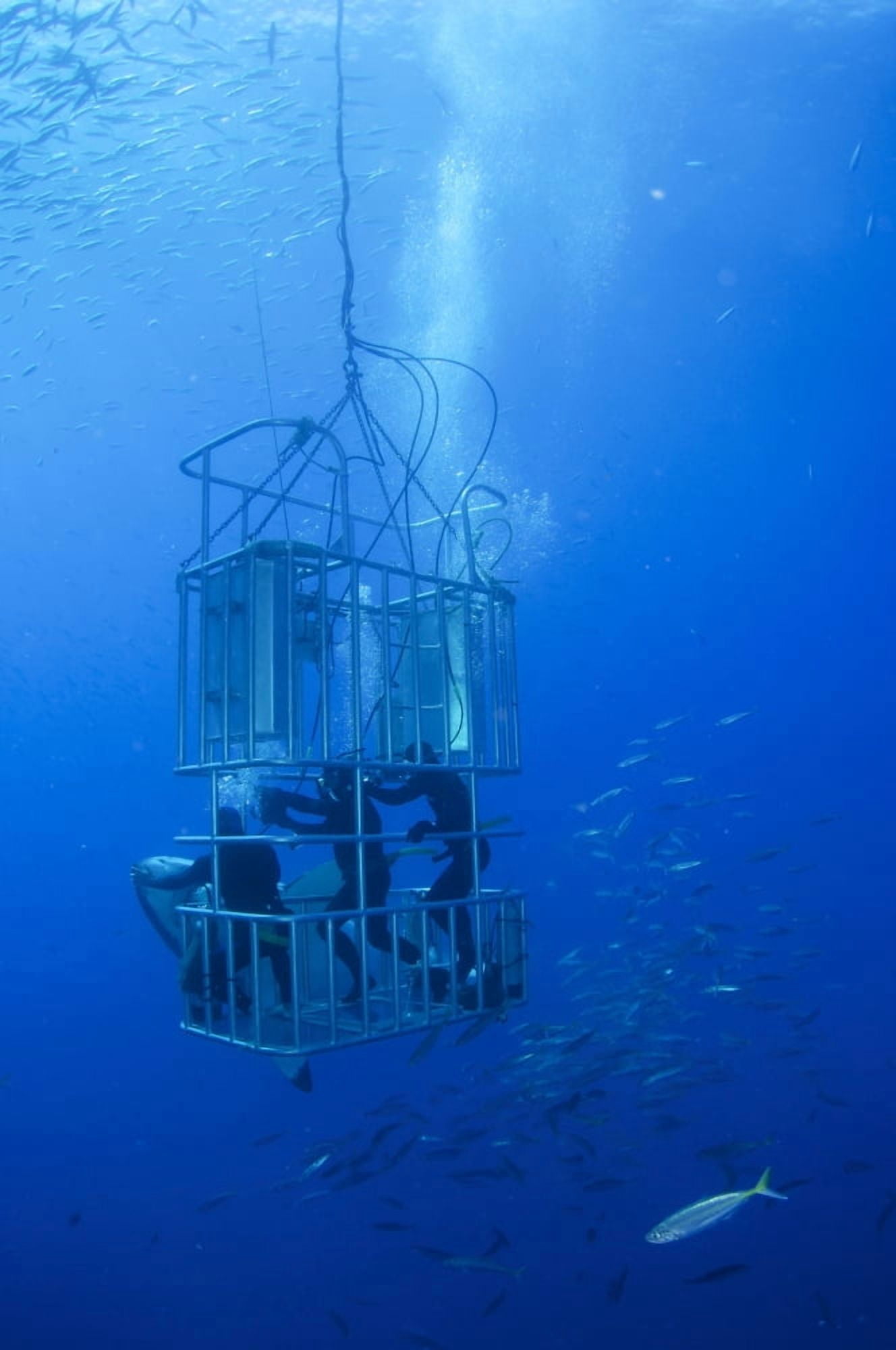 Great white shark and divers Guadalupe Island Mexico Canvas Art - Todd WinnerStocktrek Images (12 x 18)