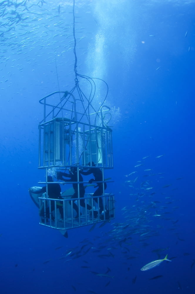 Great white shark and divers Guadalupe Island Mexico Canvas Art - Todd WinnerStocktrek Images (23 x 35)