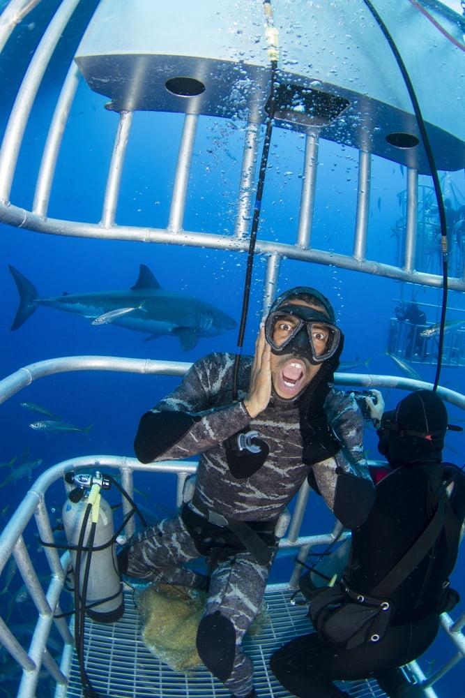 Great white shark behind frightened diver inside shark cage Canvas Art - Todd WinnerStocktrek Images (12 x 18)
