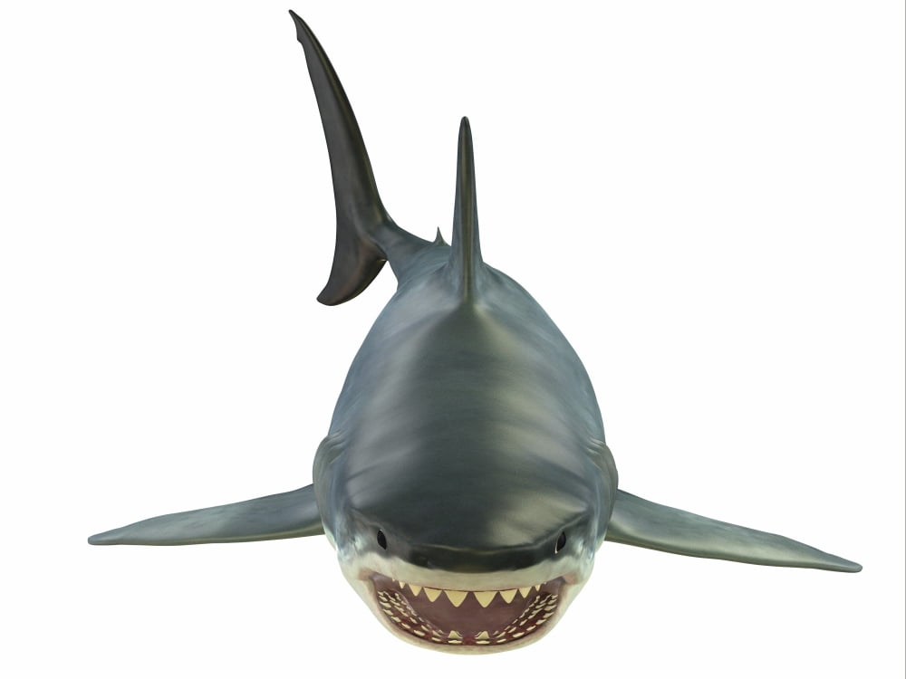 Great white shark illustration front view Canvas Art - Corey FordStocktrek Images (33 x 25)