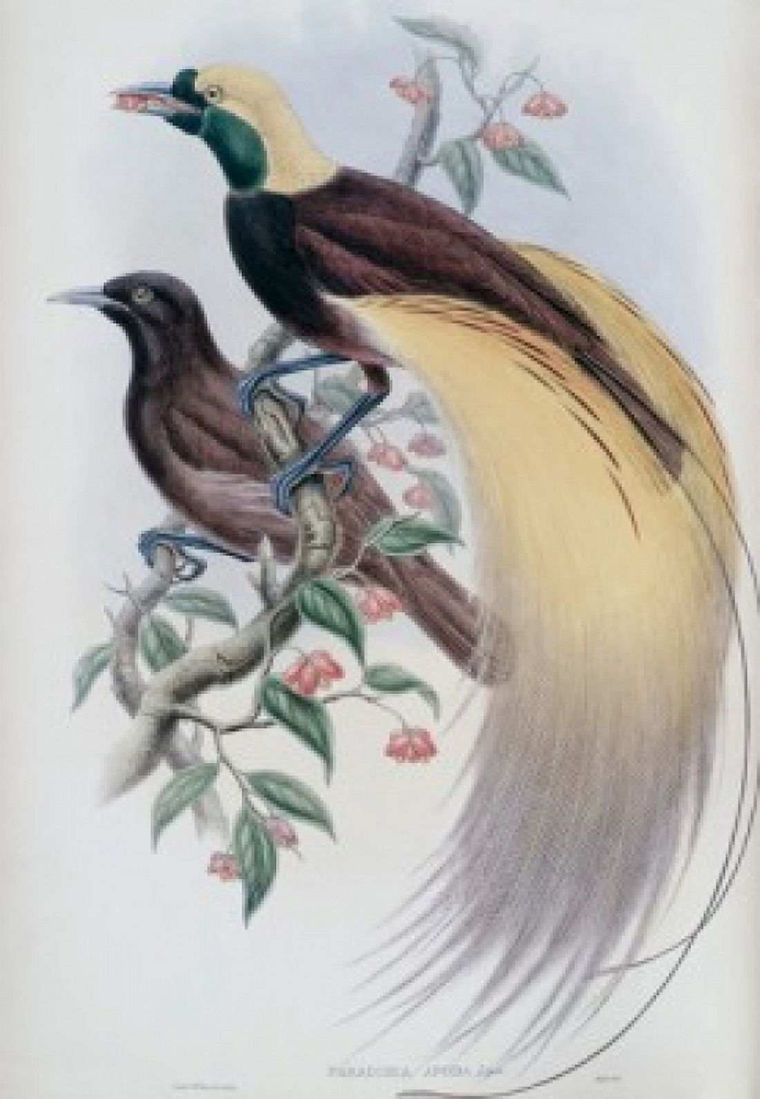 Greater Bird Of Paradise John Gould (1804-1881 British) Canvas Art - John Gould (18 x 24)