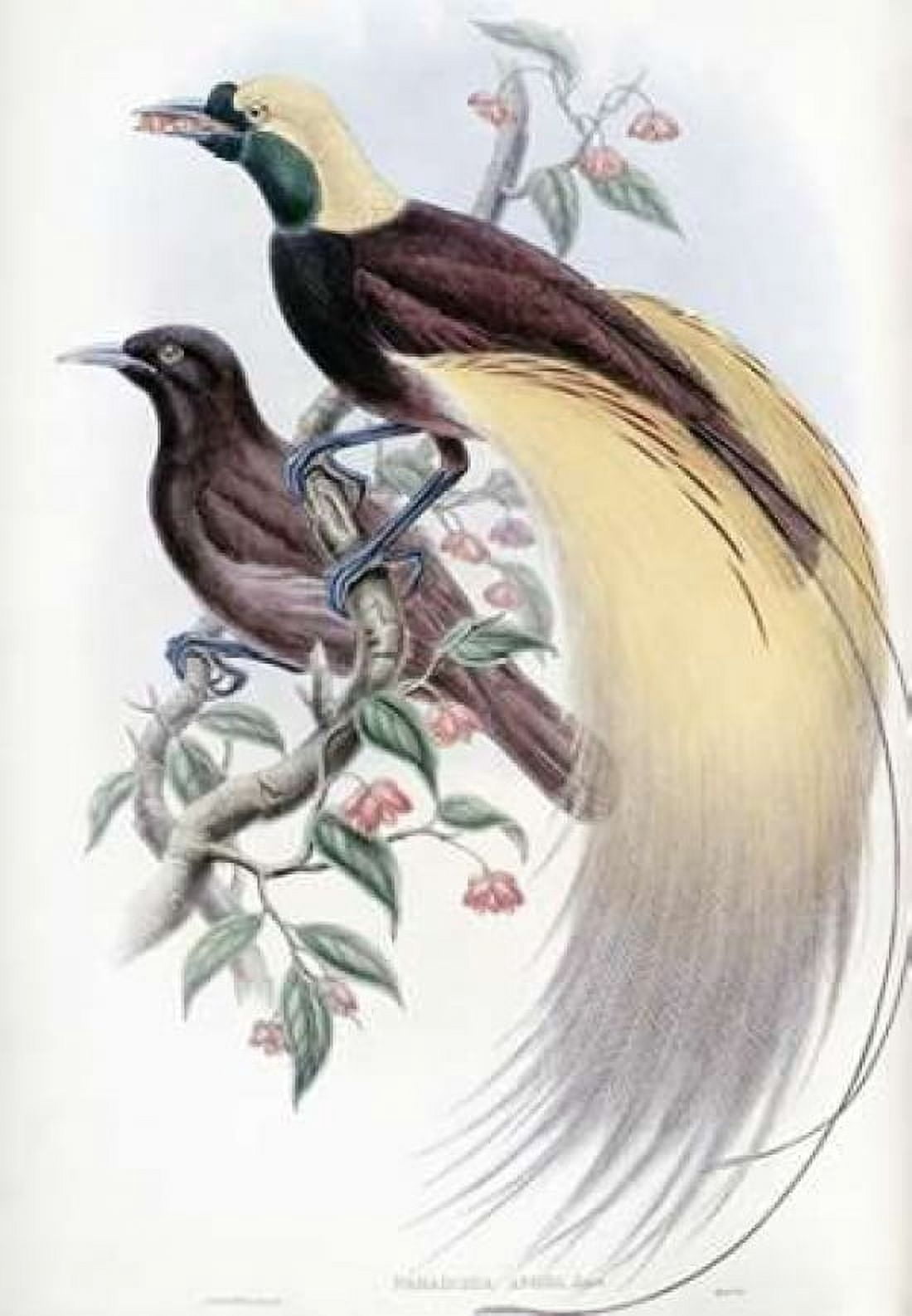 Greater Bird of Paradise Canvas Art - John Glover (20 x 28)