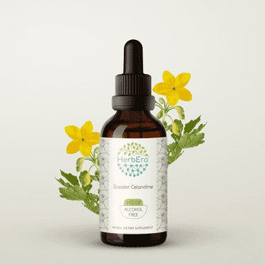 HerbEra Greater Celandine Tincture, Herbal Dietary Supplement for Skin Support, Greater Celandine (Chelidonium majus) Dried Plant Extract, Natural, Alcohol-Free, Drops 2 oz