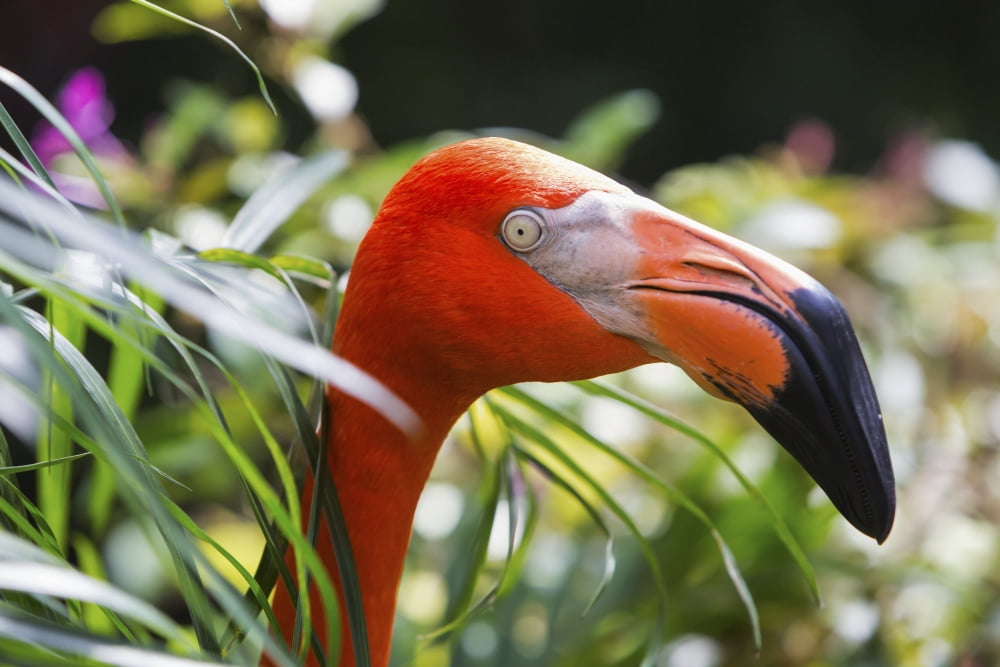 Greater Flamingo (Phoenicopterus ruber) Key West Florida United States of America Canvas Art - Ronald Phillips Design Pics (38 x 24)