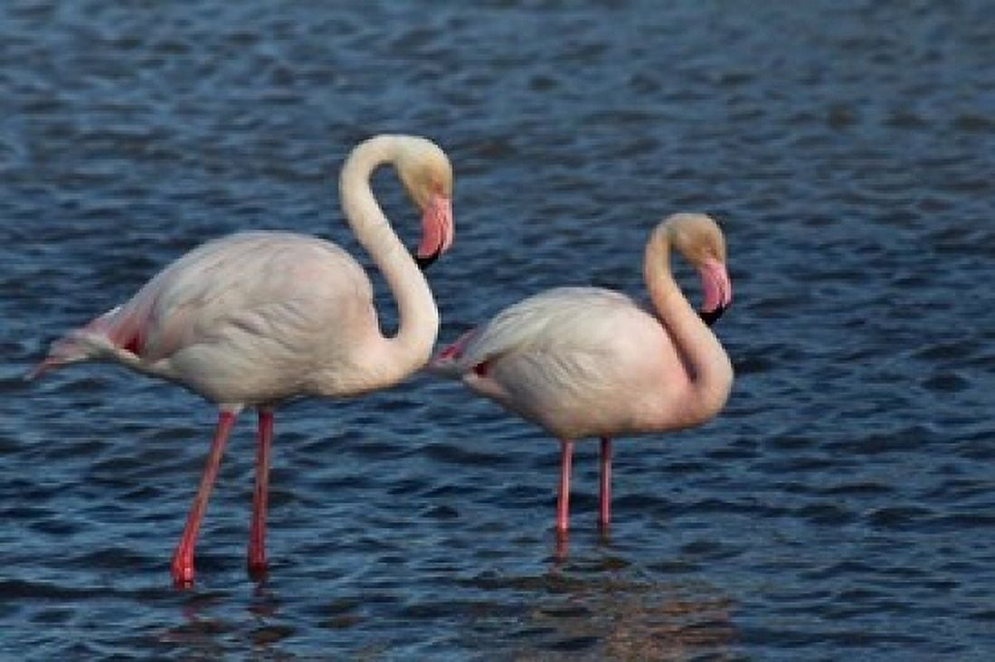 Greater Flamingo bird Camargue France Canvas Art - Adam Jones DanitaDelimont (36 x 24)