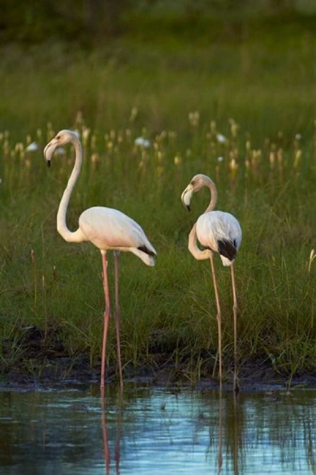 Greater Flamingoes Nyae Nyae Conservancy near Tsumkwe Namibia Canvas Art - David Wall DanitaDelimont (12 x 17)