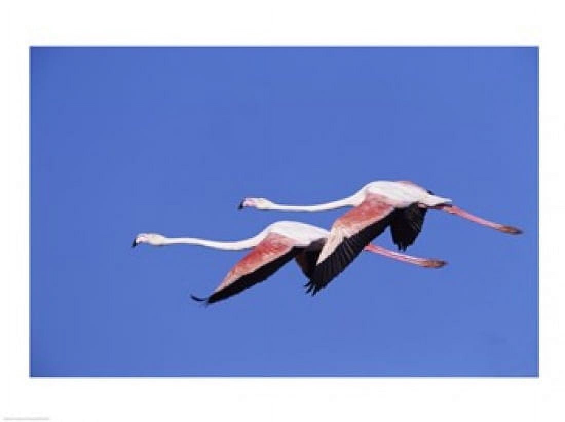 Greater Flamingos Canvas Art - (24 x 18)