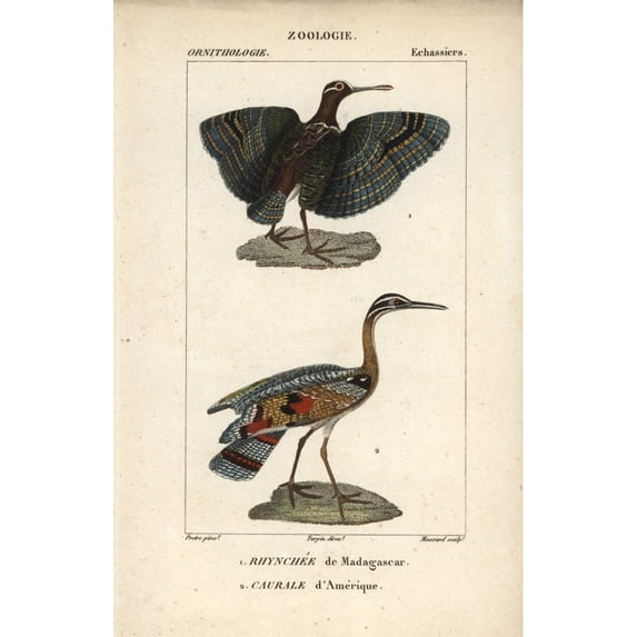 Greater Painted Snipe, Rostratula Benghalensisa Poster Print By ® Florilegius Mary Evans (24 X 36)