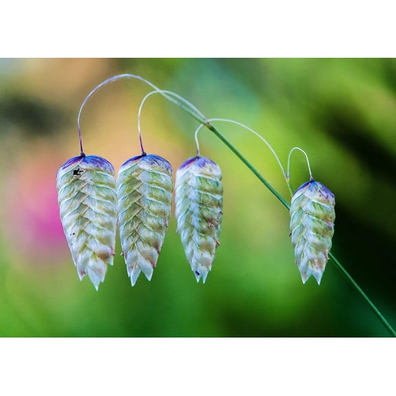 Greater Quaking Grass Seeds for Planting (50 Seeds) - Rattlesnake Grass, Very Ornamental