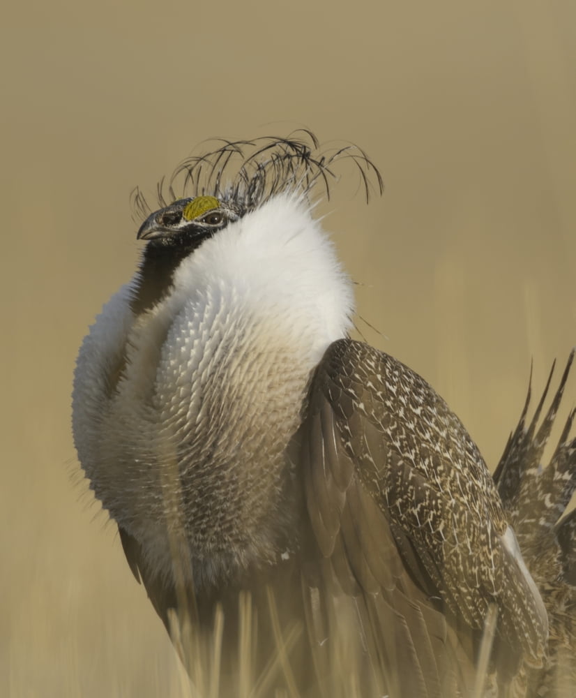 Greater Sage-Grouse (Centrocercus urophasianus) Charles Russell Wildlife Refuge Montana United States of America Canvas Art - Rebecca Grambo Design Pics (14 x 17)