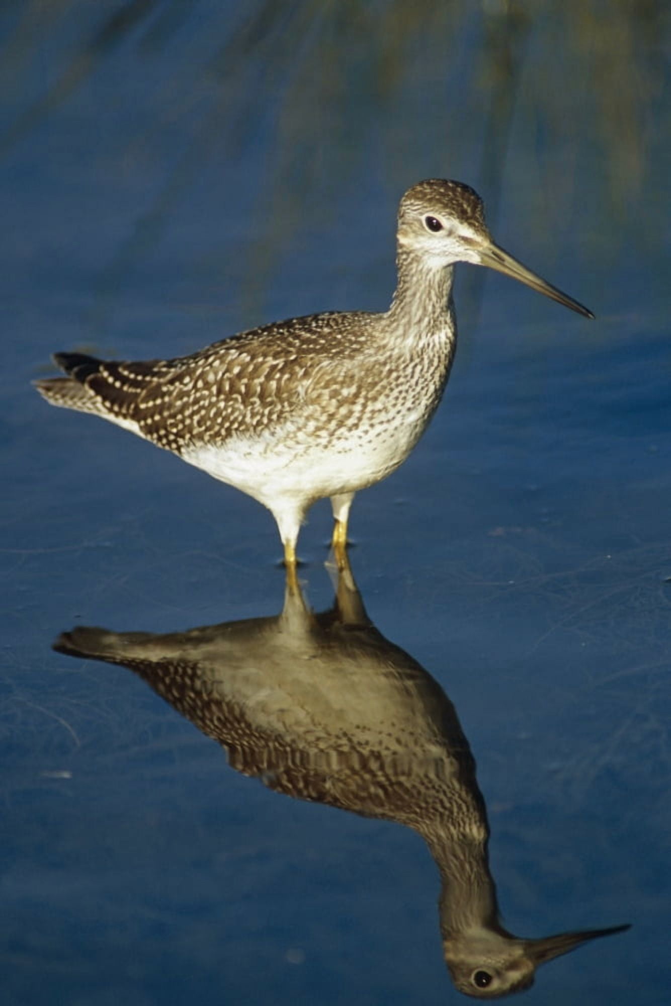 Greater Yellow-Legs Standing In Shallows Sc Ak Summer Canvas Art - Doug Lindstrand Design Pics (12 x 19)