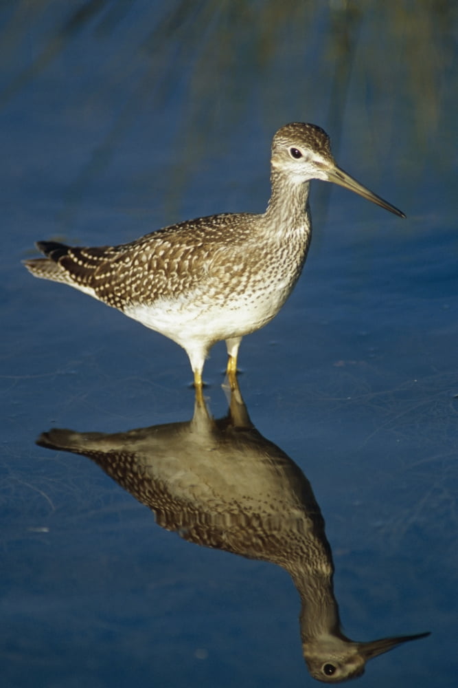 Greater Yellow-Legs Standing In Shallows Sc Ak Summer Canvas Art - Doug Lindstrand Design Pics (24 x 38)