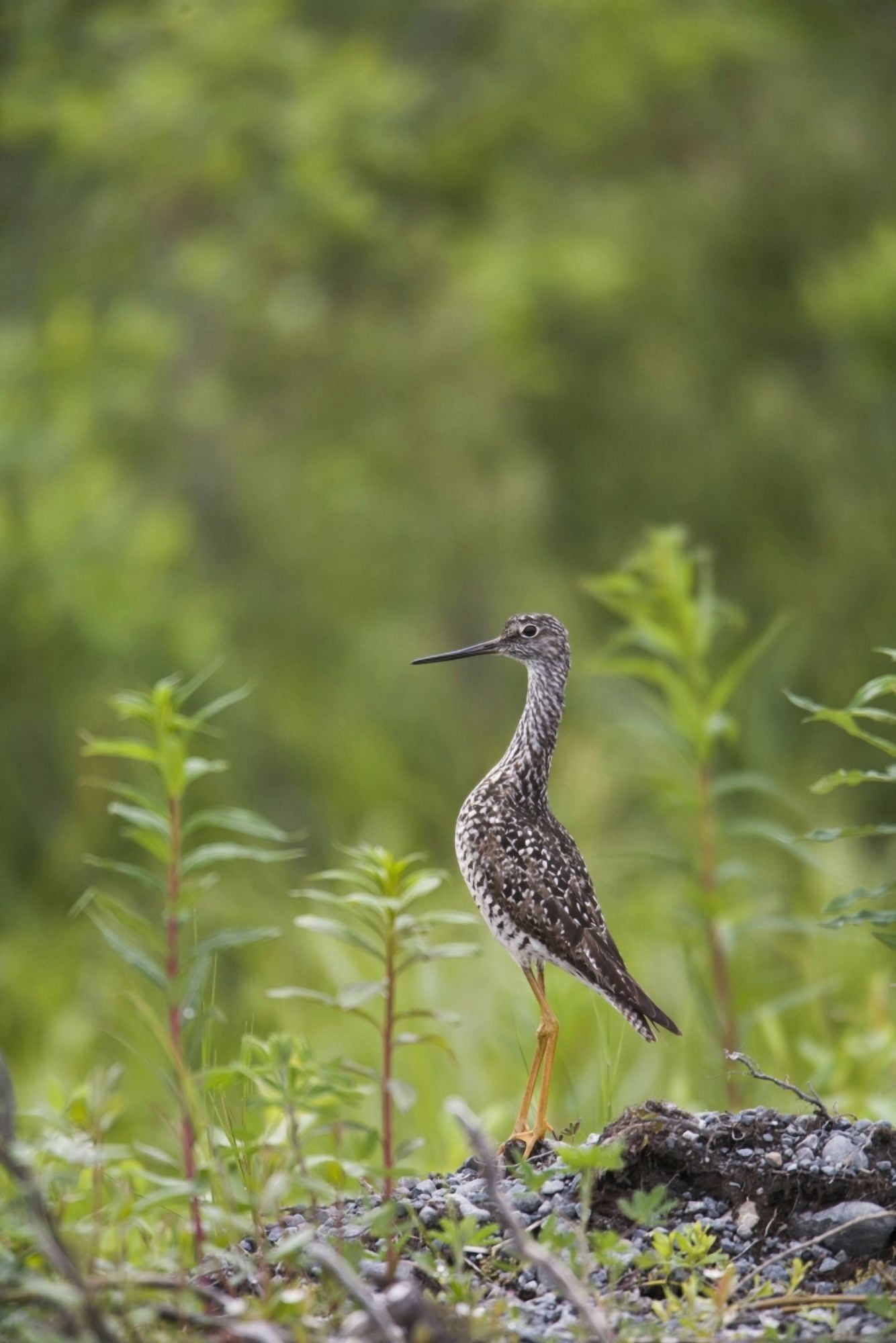 Greater Yellowlegs Standing Alert On Copper River Delta Near Cordova Southcentral Alaska Summer Canvas Art - Milo Burcham Design Pics (12 x 19)