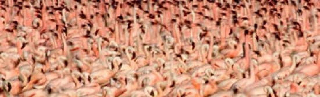 Greater flamingos with Lesser flamingos in flight Lake Nakuru Lake Nakuru National Park Kenya Canvas Art - Panoramic Images (38 x 12)