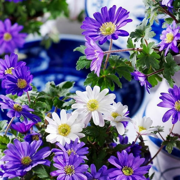 Grecian Windflower- Anemone blanda Flower Bulbs - 25 Bulbs per Pack - Deer Resistant - Good as Cut Flowers - Good For Indoor Forcing - Grows Well In Containers - Perennializing - Live Garden